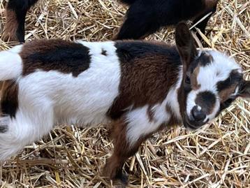 Dwerggeitjes, Mâle, Chèvre, 0 à 2 ans