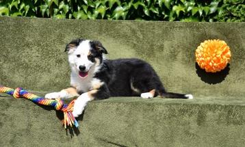 Prachtig tricolor Border Collie reutje beschikbaar voor biedingen