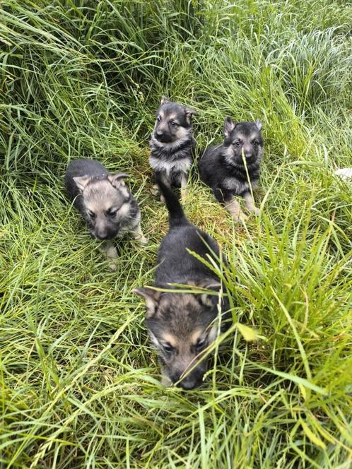 Duitse herder pups, Dieren en Toebehoren, Honden | Herdershonden en Veedrijvers, Meerdere dieren, Herder, Fokker | Professioneel