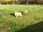 Twee ouessant rammetjes, Dieren en Toebehoren, Mannelijk, Schaap, 0 tot 2 jaar