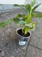 Lepelplant, Ophalen, Overige soorten, Halfschaduw, In pot