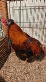 Araucana Tarwe hanen, Dieren en Toebehoren