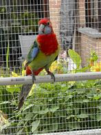 Rosella’s, Mannelijk, Dwergpapegaai of Agapornis