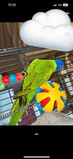 EAM-papegaai, Dieren en Toebehoren
