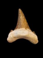 8) Fossiles de dents de requin Otodus sokolovi 6,2 cm., Enlèvement ou Envoi, Fossile