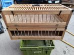 duiven sport, Dieren en Toebehoren, Vogels | Duiven, Postduif