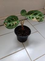 Maranta plant, Huis en Inrichting, Kamerplanten, Ophalen