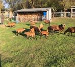 Jonge mooie ras kameroen schapen : lammetjes ooien, Dieren en Toebehoren, Schapen, Geiten en Varkens, Vrouwelijk, Schaap, 0 tot 2 jaar