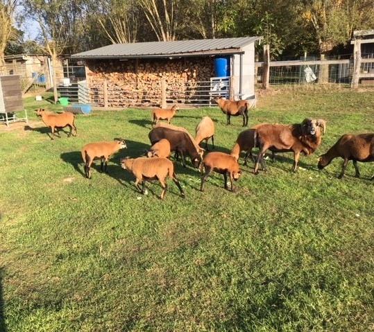 Jonge mooie ras kameroen schapen : lammetjes ooien, Animaux & Accessoires, Moutons, Chèvres & Cochons, Mouton, Femelle, 0 à 2 ans