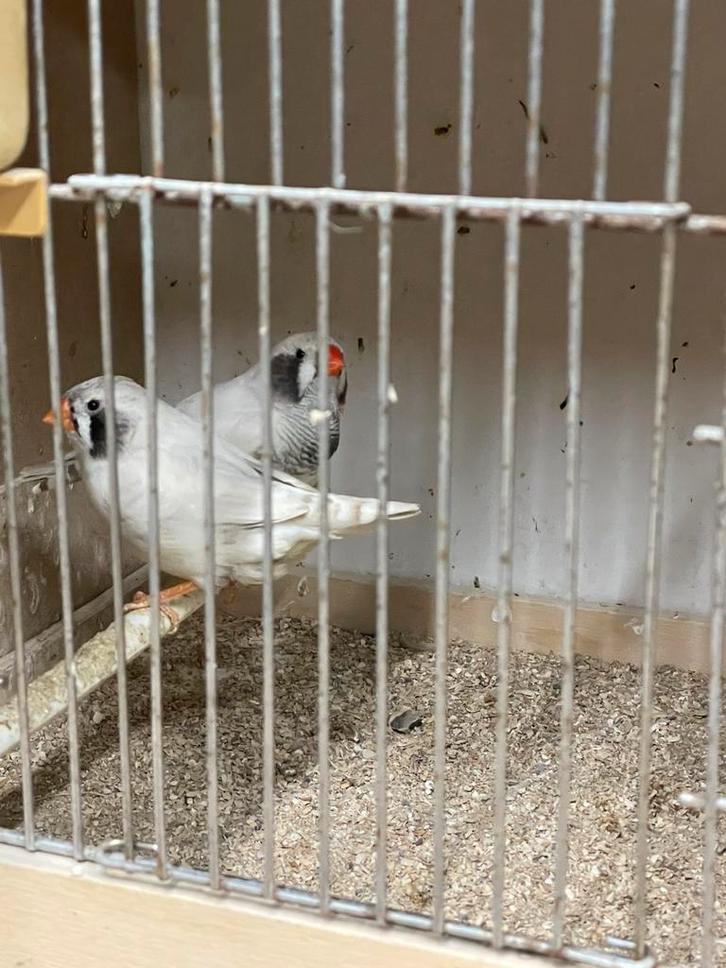 Kweekkoppel zwartwang masker, Dieren en Toebehoren, Vogels | Overige Vogels, Tropenvogel, Meerdere dieren, Geringd