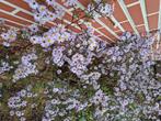 aster mauve clair, Tuin en Terras, Volle zon, Vaste plant, Herfst, Ophalen