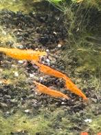 Orange sunkist neocaridina garnalen, Kreeft, Krab of Garnaal
