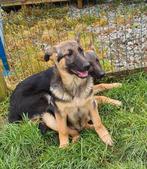 Chiots berger allemand