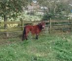 3 jarige merrie, Merrie, Gechipt, Niet van toepassing, 3 tot 6 jaar