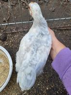 Cochin hennen isabel/isabelporselein, Dieren en Toebehoren, Pluimvee, Meerdere dieren, Kip