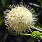 Cephalanthus occidentalis- geurende kogelstruik -bijenplant!, Tuin en Terras, Planten | Tuinplanten, Ophalen of Verzenden