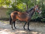 17 jarige springmerrie loopt parcours, Dieren en Toebehoren, Paarden, Merrie