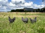 Jonge tamme Amrock kriel kippen ras gesekst en ingeënt, Dieren en Toebehoren, Vrouwelijk, Kip