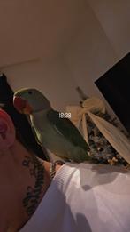 Grote alexanderparkiet, Dieren en Toebehoren, Vogels | Parkieten en Papegaaien, Tam