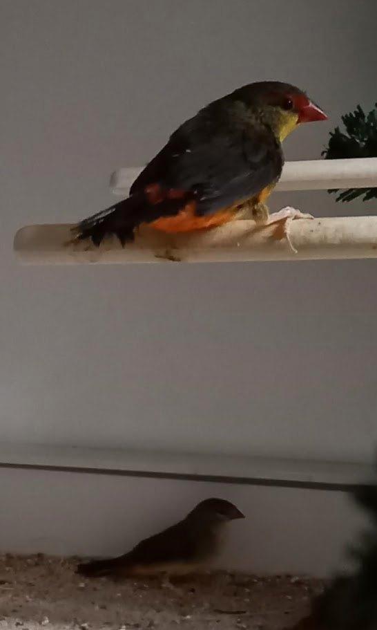 exoten, Dieren en Toebehoren, Vogels | Overige Vogels, Tropenvogel, Meerdere dieren, Geringd