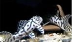 L-Nrs/algeneters, Dieren en Toebehoren, Vissen | Aquariumvissen