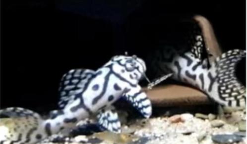 L-Nrs/algeneters, Dieren en Toebehoren, Vissen | Aquariumvissen