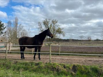 Paddock Paradise Zoersel, Mise à l'étable, 1 cheval ou poney