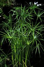 6 x   papyrus  plant in pot  , winterhard, Ophalen, Vaste plant