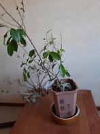 Bonsai (groot), Huis en Inrichting, Kamerplanten, Ophalen, Bonsai