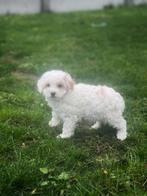 Uniek mooie Maltipoo pupjes bij ons geboren, Dieren en Toebehoren, Honden | Niet-rashonden, België, CDV (hondenziekte), 8 tot 15 weken