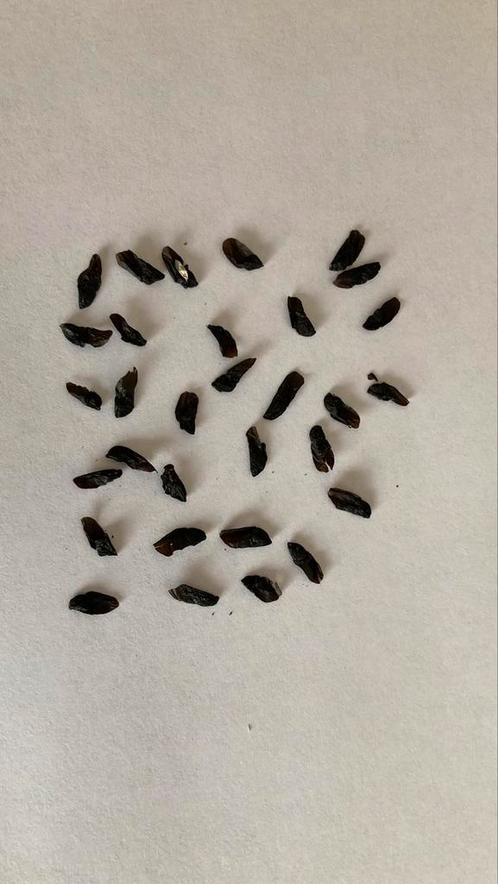 50 graines d'agapanthe Albidus blanche, Jardin & Terrasse, Bulbes & Semences, Enlèvement ou Envoi