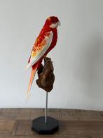 Belle rosella en peluche - Wildernis Atelier, Collections, Collections Animaux, Enlèvement ou Envoi, Neuf, Oiseaux, Animal empaillé
