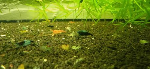 Garnalen verschillende kleuren, Dieren en Toebehoren, Vissen | Aquariumvissen, Zoetwatervis, Kreeft, Krab of Garnaal, Schoolvis