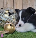 Welsh Corgi Cardigan pups / Corgi pup, Dieren en Toebehoren, België, Overige rassen, CDV (hondenziekte), 8 tot 15 weken
