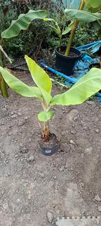 Musa Blue Java (ice cream banaan), Ophalen
