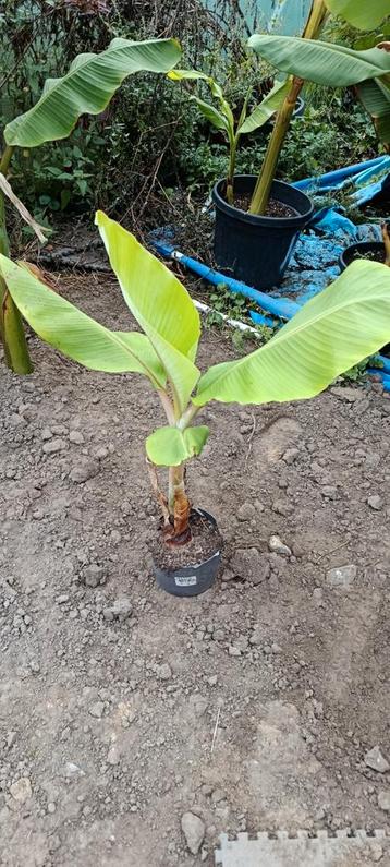 Musa Blue Java (ice cream banaan) beschikbaar voor biedingen