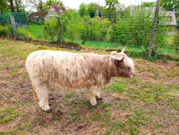 Schotse hooglander  beschikbaar voor biedingen