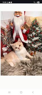 Brits korthaar, Avec puce électronique