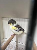 Glosters, Dieren en Toebehoren
