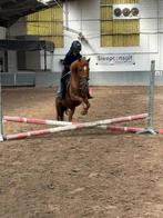 Allround kinderpony, Gechipt, Ruin, Niet van toepassing, B pony (1.17m tot 1.27m)