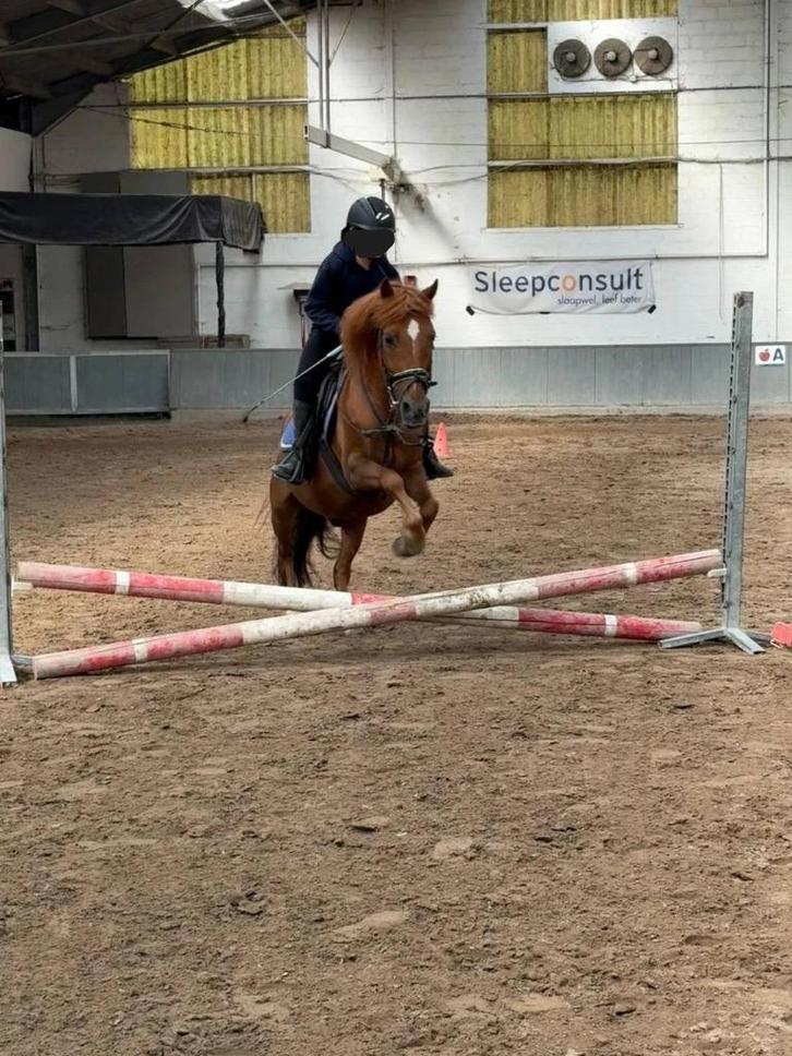 Allround kinderpony, Dieren en Toebehoren, Pony's, Ruin, Niet van toepassing, B pony (1.17m tot 1.27m), Recreatiepony, 11 jaar of ouder