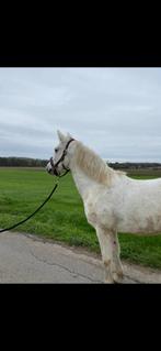 Jument connemara, Dieren en Toebehoren, Merrie, Minder dan 160 cm, Gechipt, Niet van toepassing