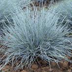Festuca glauca Elijah Blue - blauw schapengras, Ophalen, Vaste plant, Siergrassen, Halfschaduw