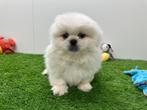 Pekingees pup, Dieren en Toebehoren, België, Reu, 8 tot 15 weken, CDV (hondenziekte)
