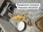 Gecko leopard morph, Dieren en Toebehoren, Hagedis, Tam, 0 tot 2 jaar