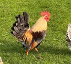 CHABO HAAN, Dieren en Toebehoren, Mannelijk, Kip