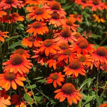 Echinacea 'Lakota' Red & Orange beschikbaar voor biedingen