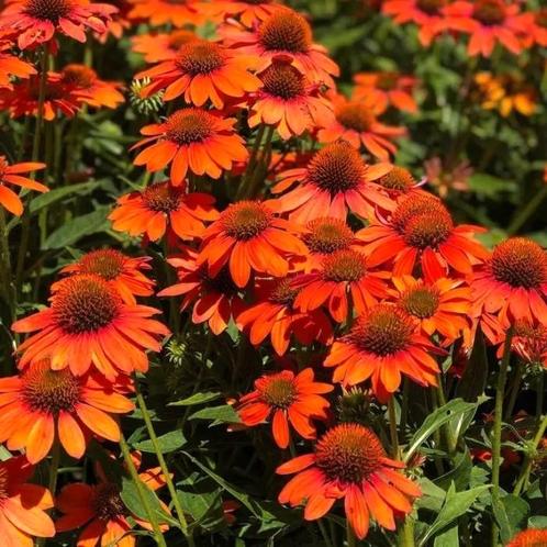 Echinacea 'Lakota' Red & Orange, Tuin en Terras, Planten | Tuinplanten, Ophalen