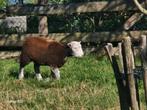 3 jonge Rammen Herdwick schapen, Dieren en Toebehoren, Schapen, Geiten en Varkens