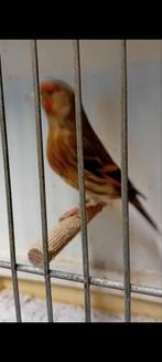 Kruising kleine distelvink x kanarie, Dieren en Toebehoren, Vogels | Kanaries